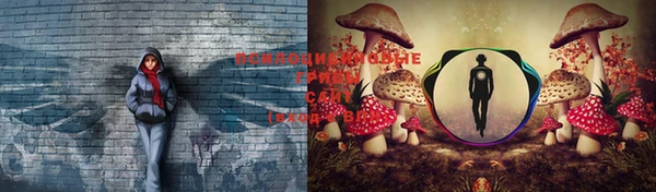 прущие грибы Балабаново